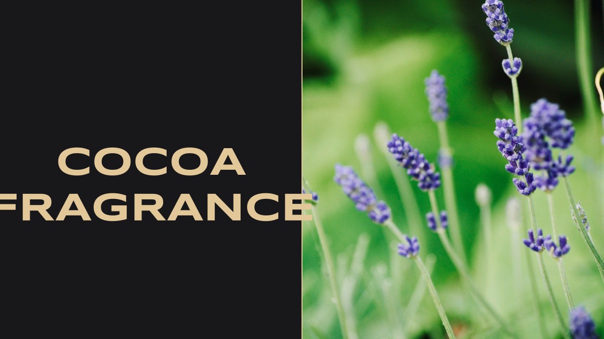 cocoa fragrance