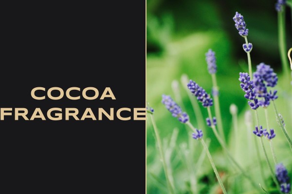 cocoa fragrance